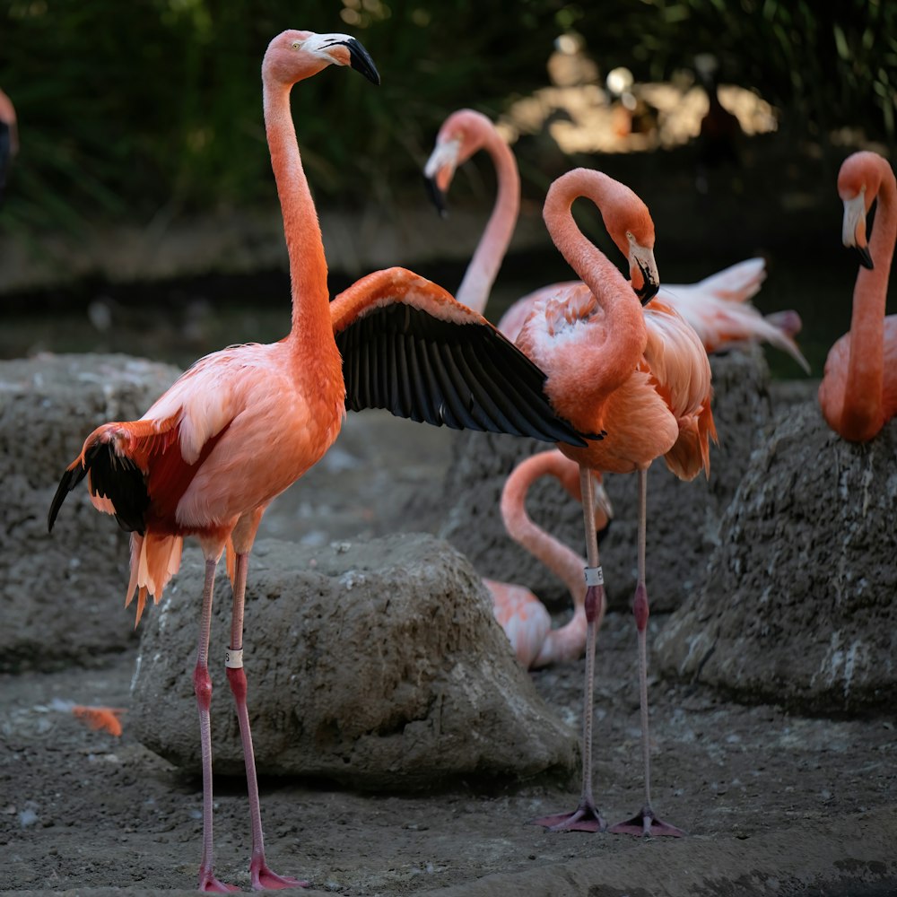 a group of flamingos standing on a beach