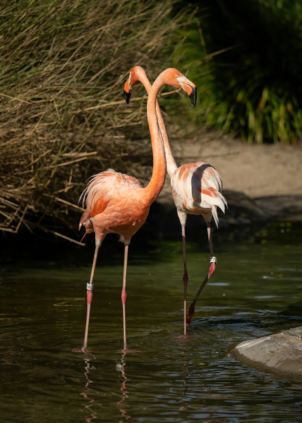 a group of flamingos drinking water