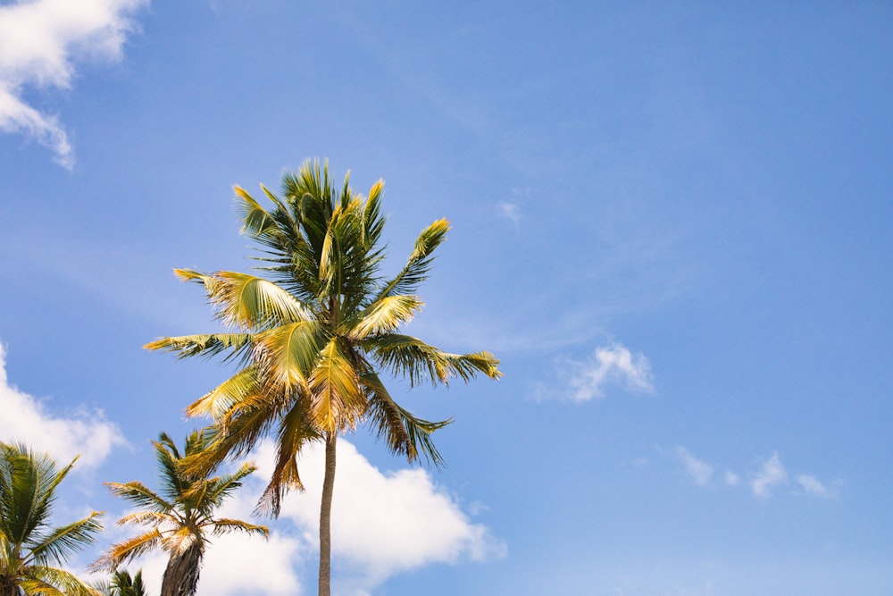 a group of palm trees