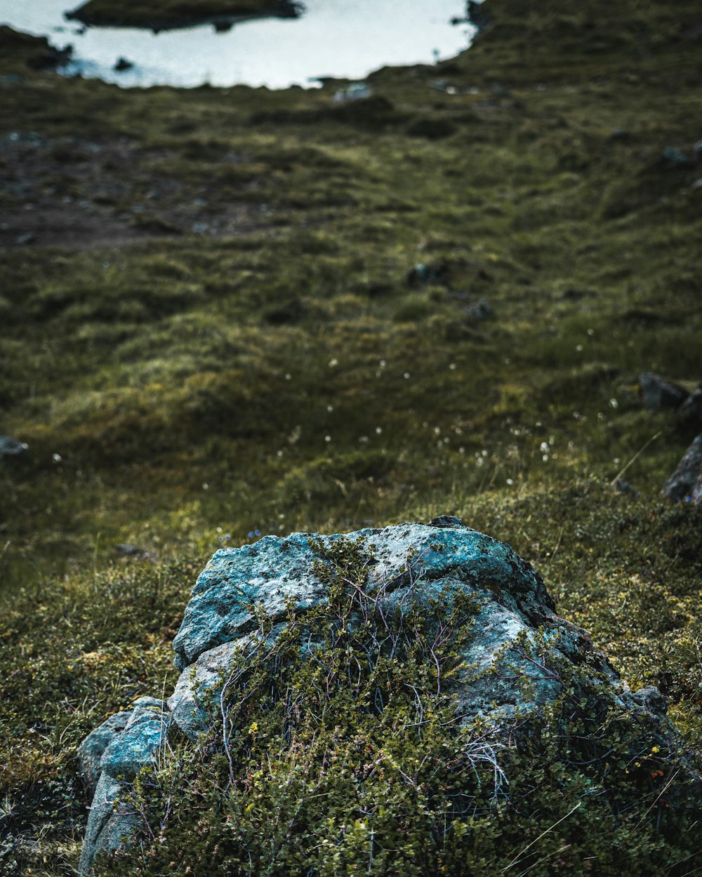 Un serpent bleu sur l’herbe