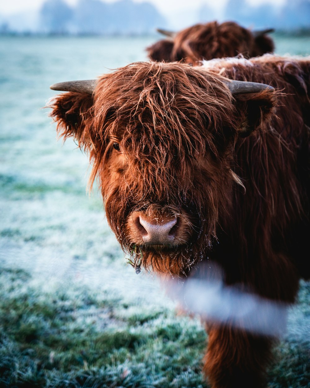 Un grupo de vacas en un campo