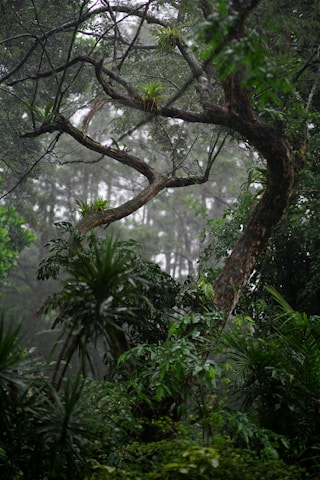 a tree with many branches