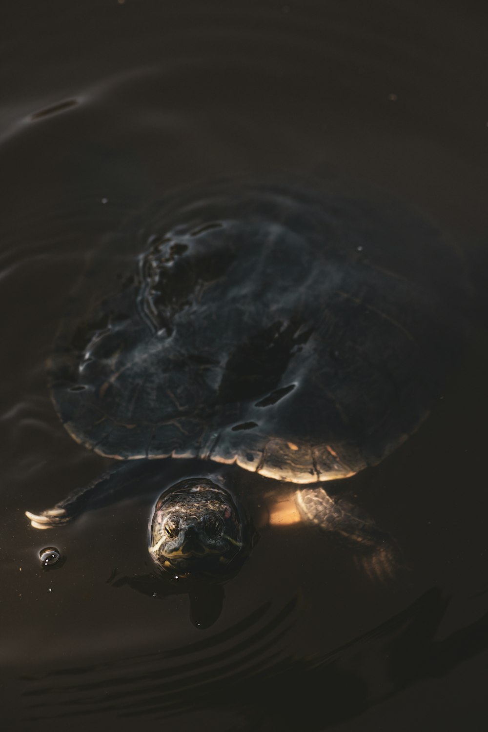 a turtle swimming in water