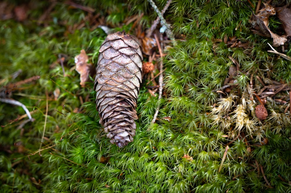 Una serpiente en la hierba