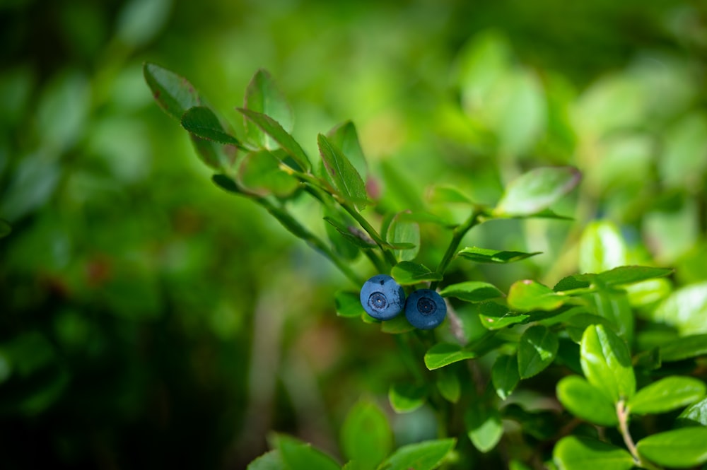 blue berries on a tree