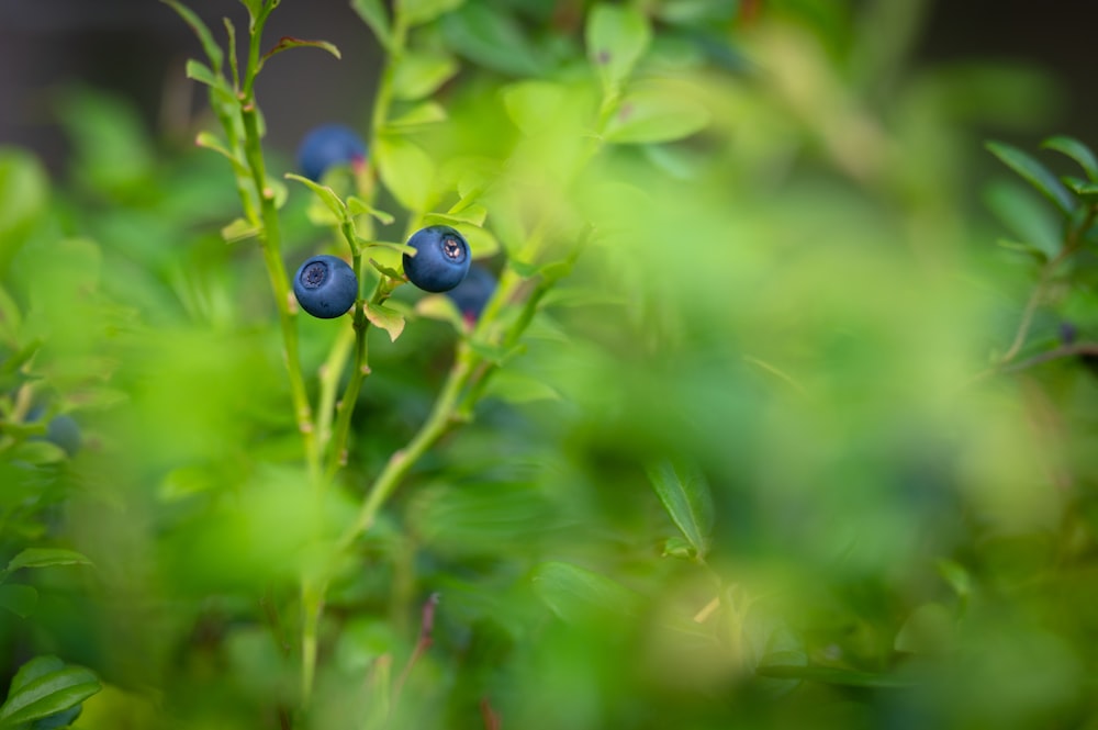 a close up of blue berries on a branch