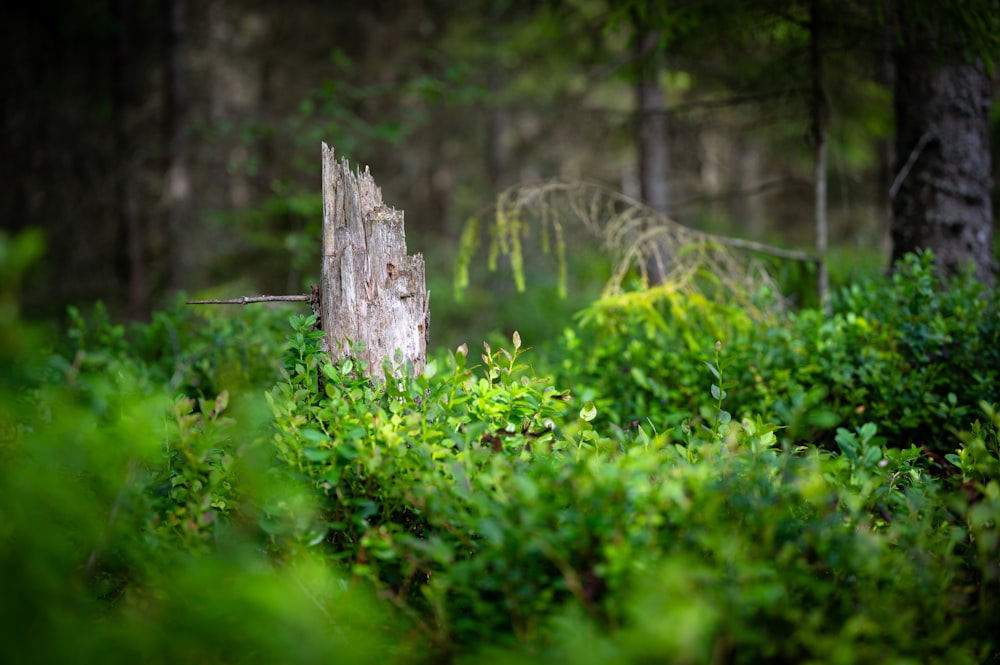 a tree stump in a forest