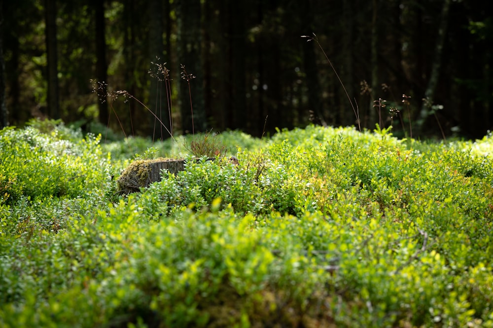 a grassy area with trees in the background