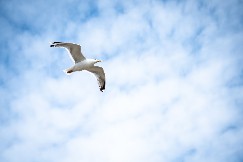 a seagull flying in the sky