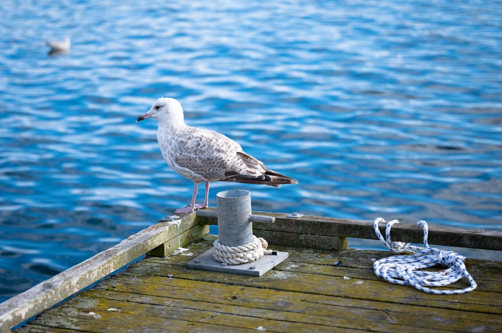 a bird on a dock