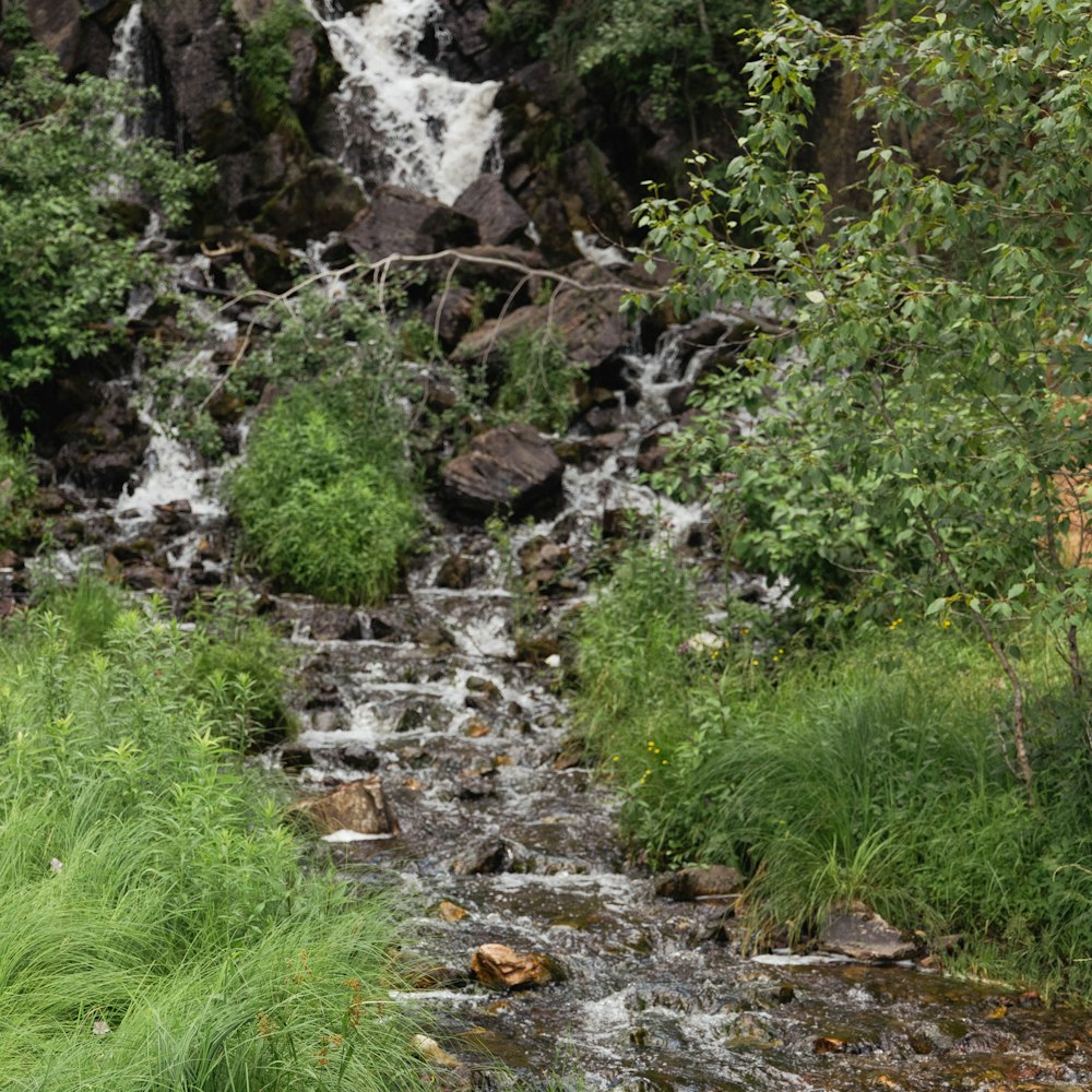 a stream with rocks and plants