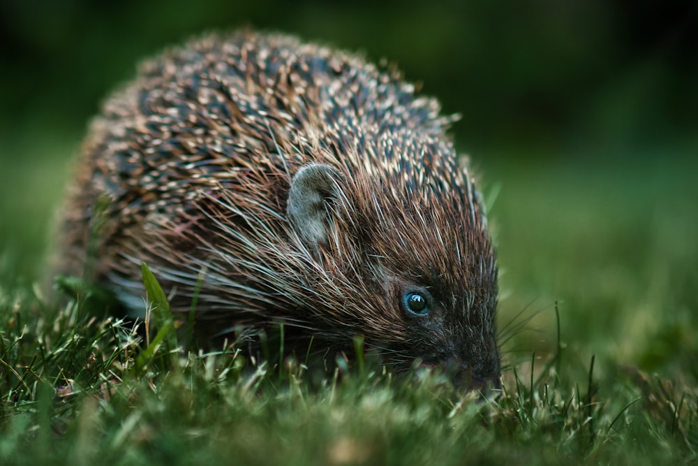a small porcupine in the grass