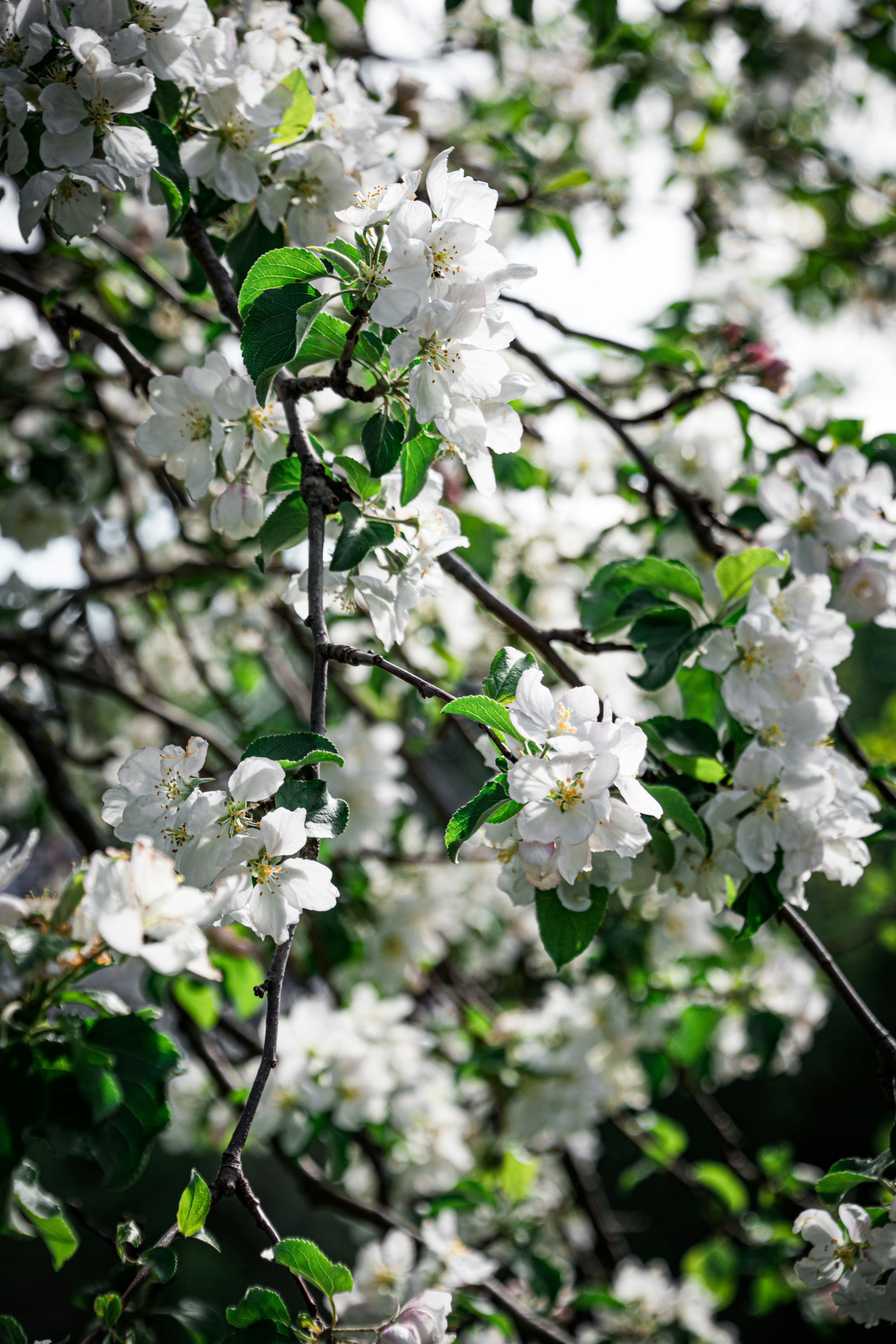 Photo by andrewgazula