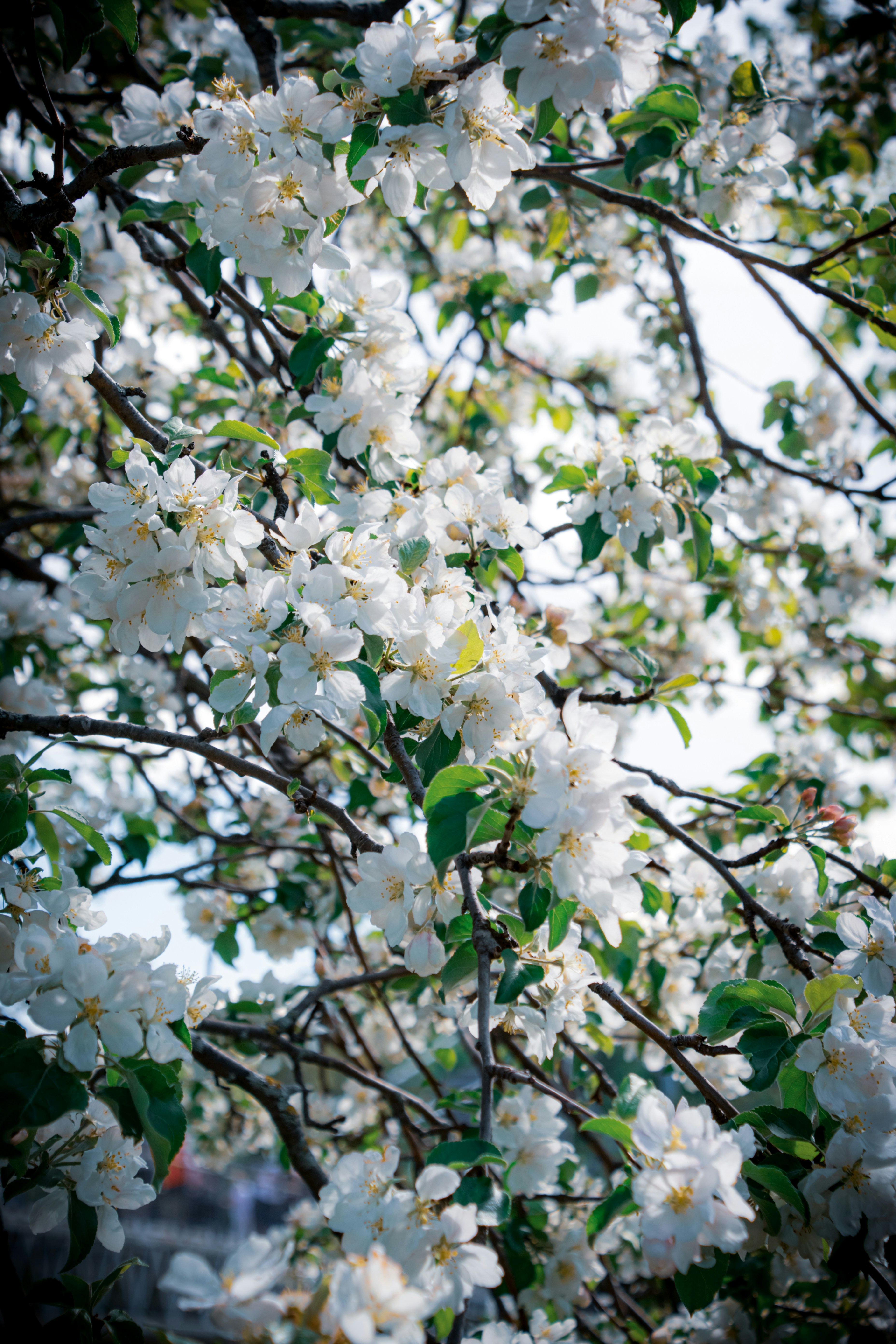 Photo by andrewgazula