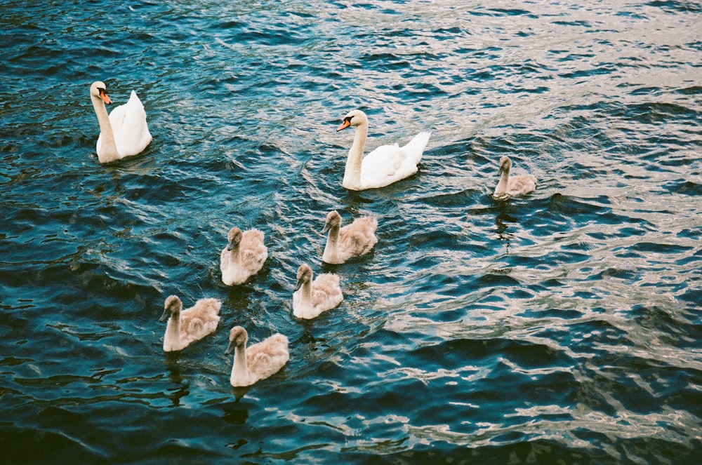 a group of geese swimming in a lake