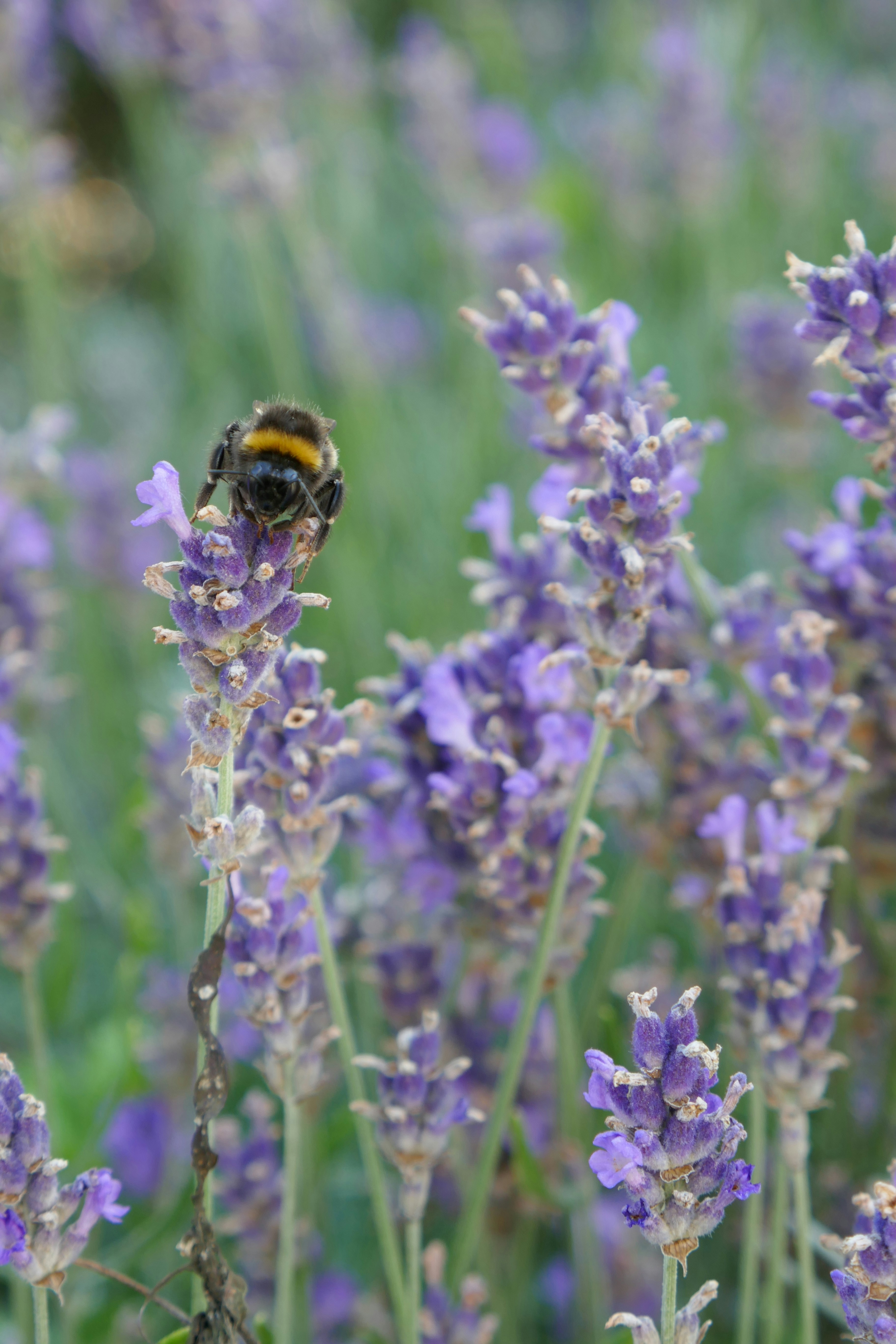 Photo by monikamanenti