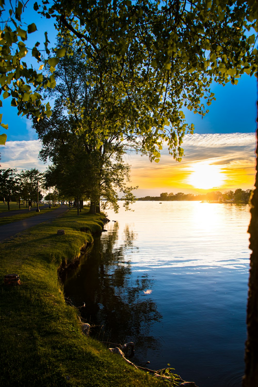 a tree next to a body of water