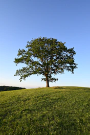 a tree in a field