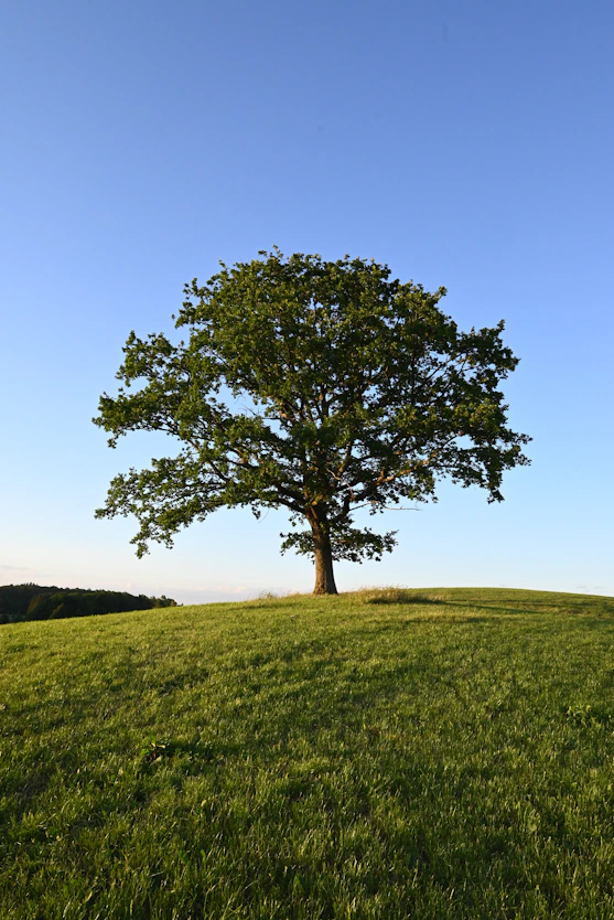 a tree in a field