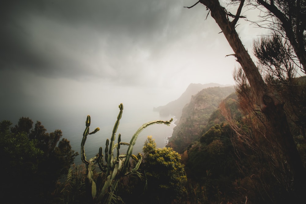 a view of a mountain range from a forest