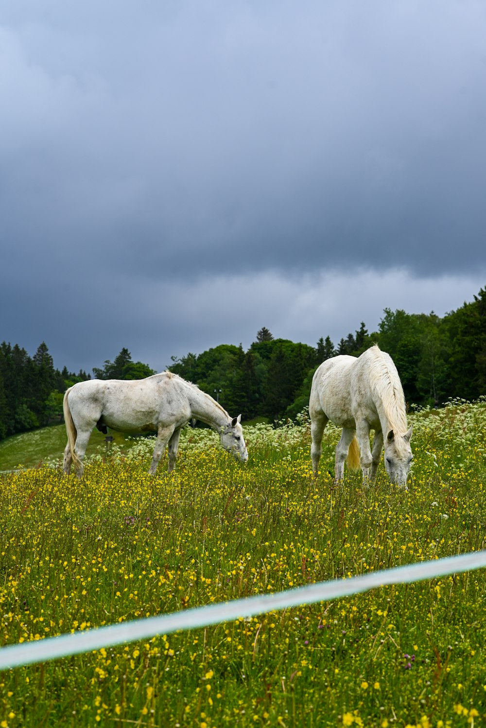 Eine Gruppe von Pferden grast auf einem Feld