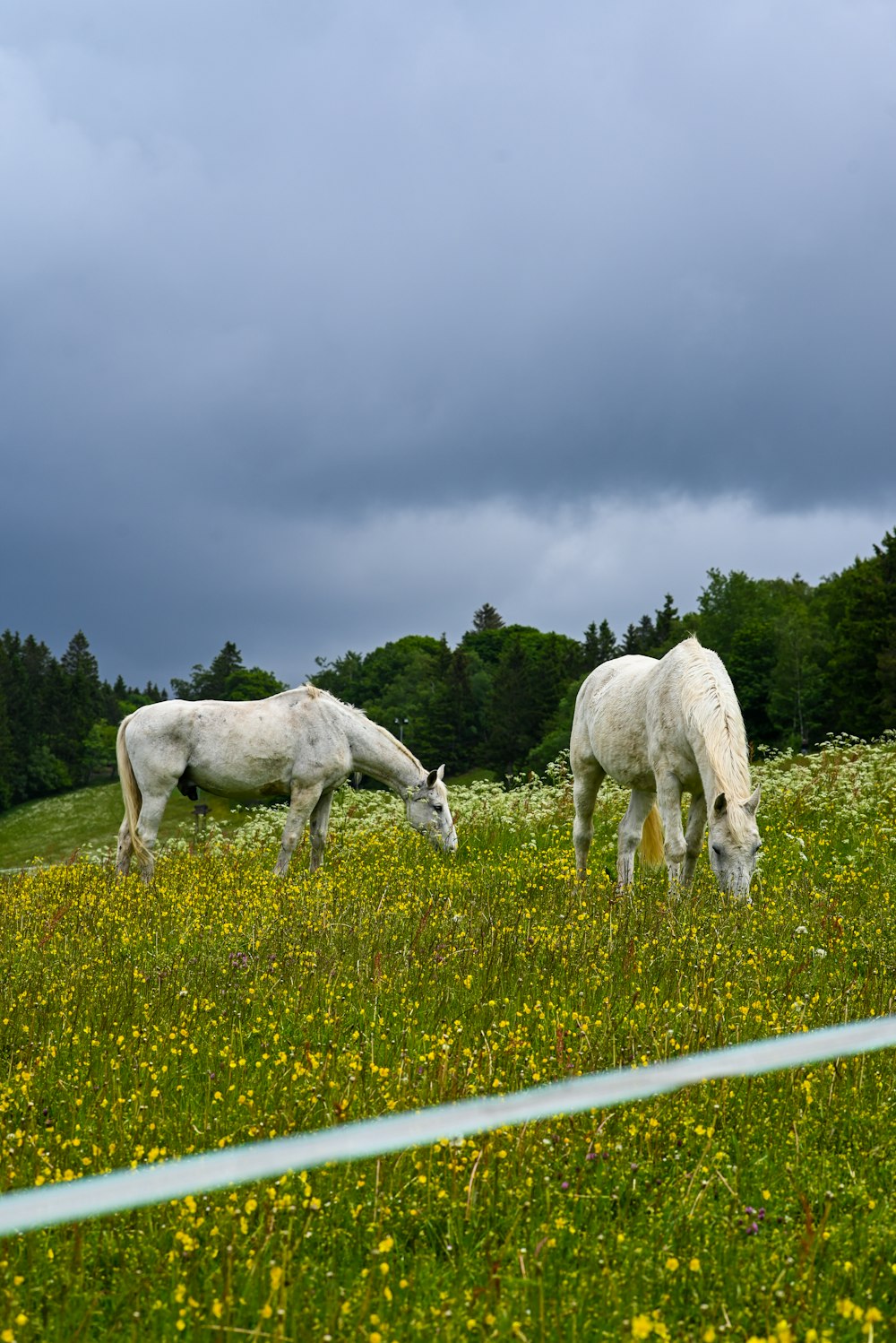 a group of horses grazing in a field