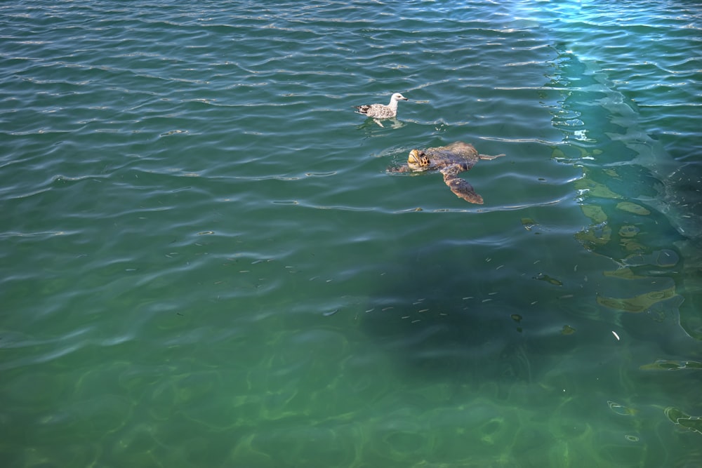 a group of ducks swimming in a body of water