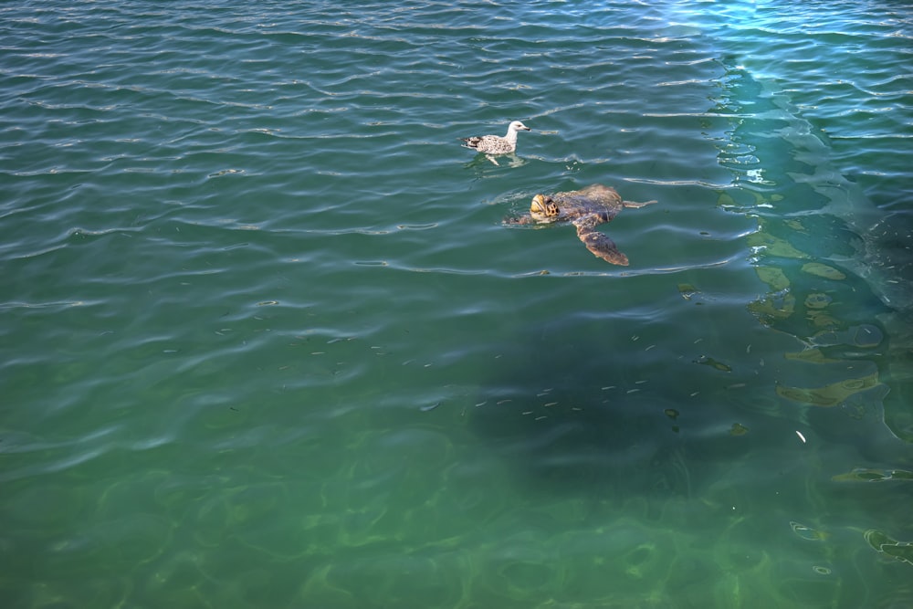 um grupo de patos nadando em um corpo de água