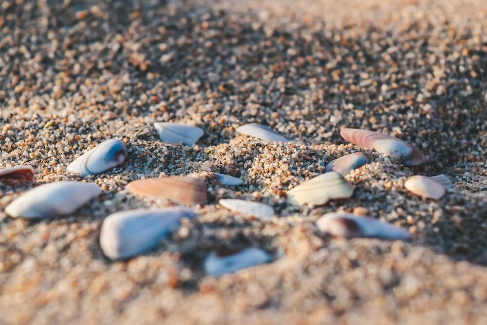a group of shells on the sand