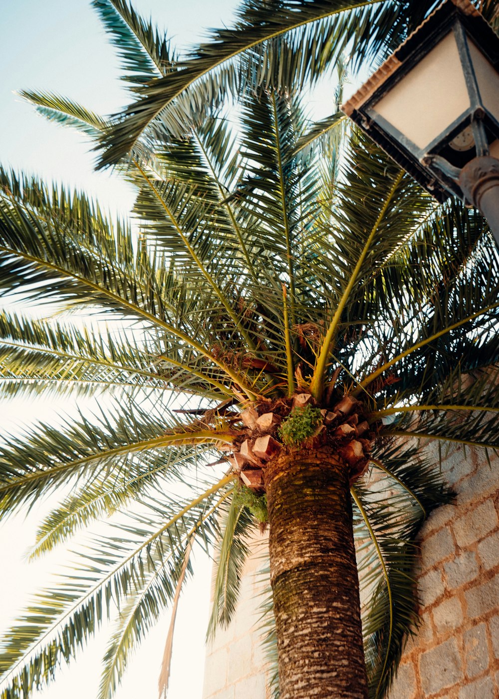 a palm tree with a building in the background