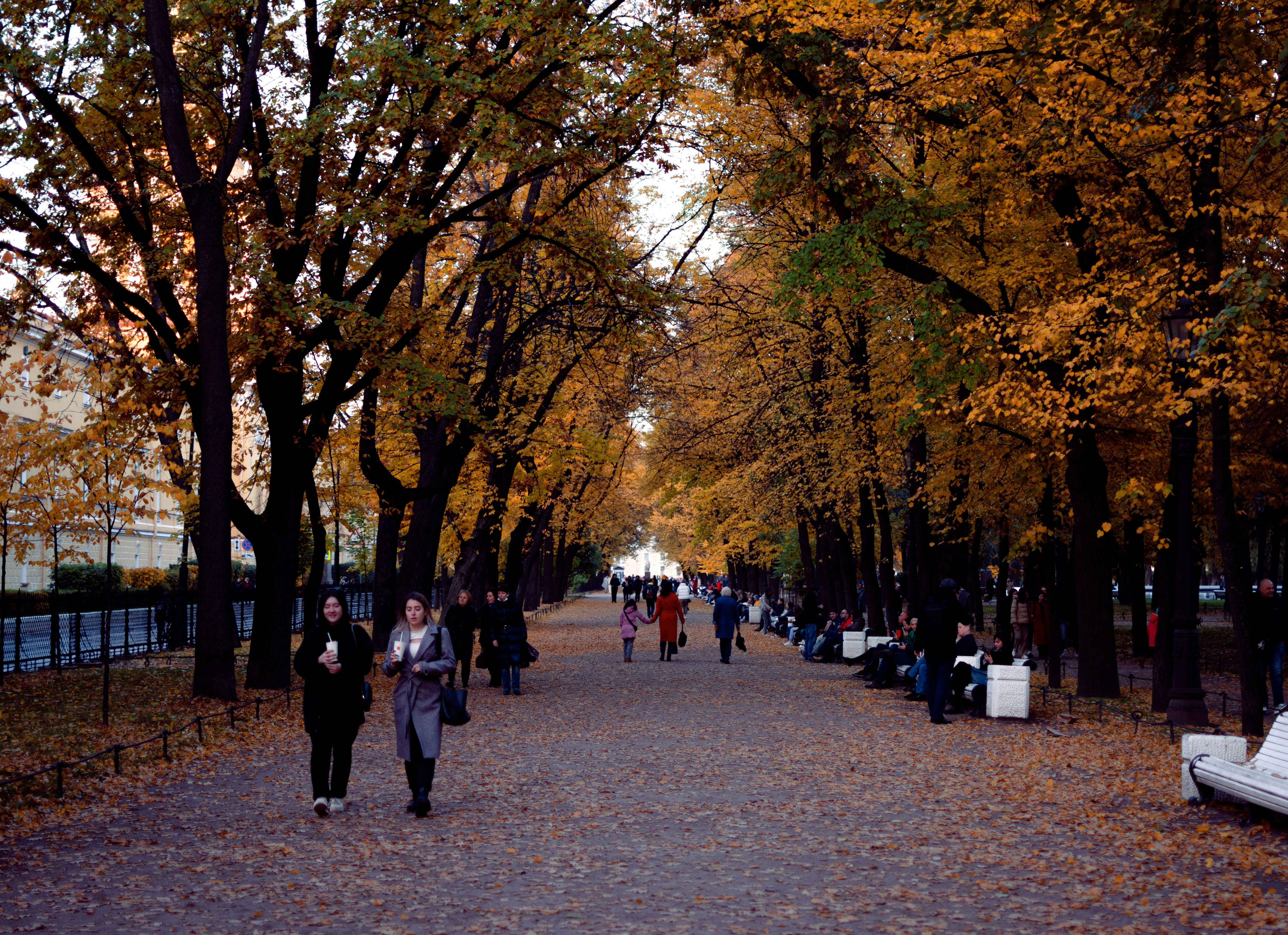 a group of people walking on a path with trees on either side