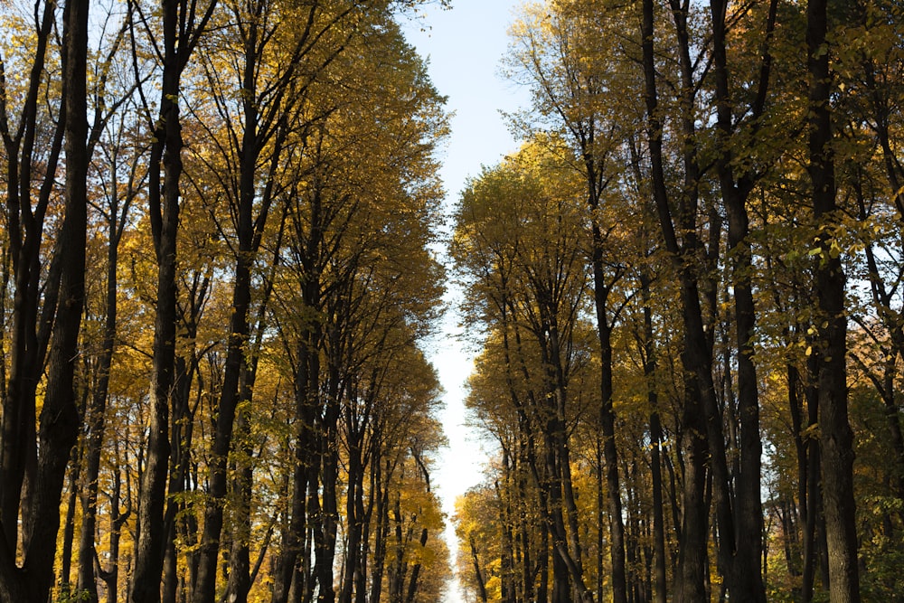 a forest of trees