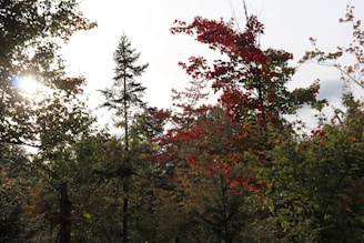 Sunlight filters through a lush forest canopy, illuminating a vibrant display of green and red leaves. The mixture of broadleaf and coniferous trees creates a diverse and dynamic landscape. A tall pine stands prominently amid the richly colored foliage.