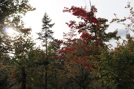 Sunlight filters through a lush forest canopy, illuminating a vibrant display of green and red leaves. The mixture of broadleaf and coniferous trees creates a diverse and dynamic landscape. A tall pine stands prominently amid the richly colored foliage.
