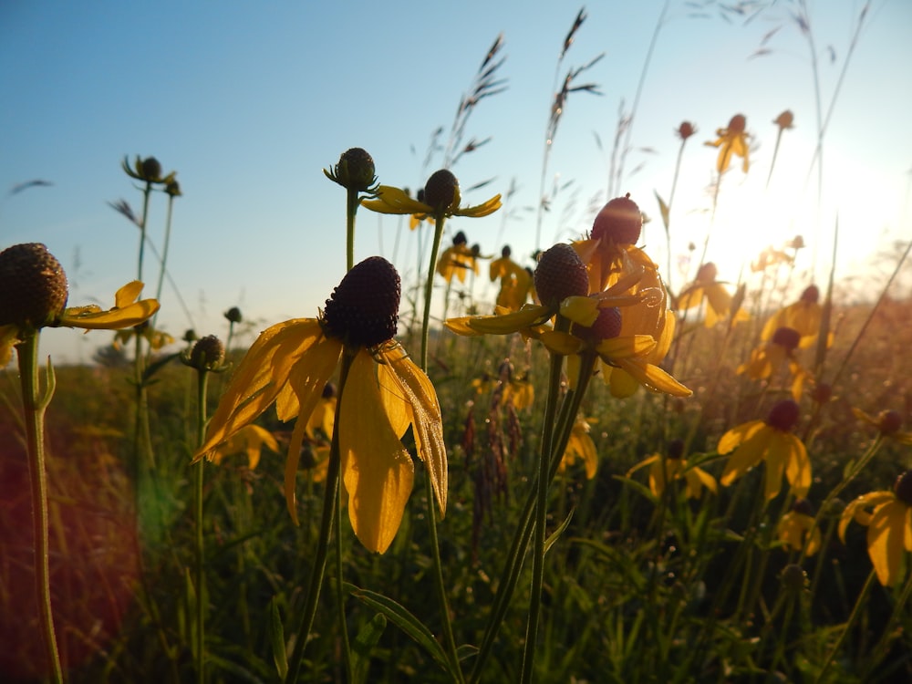 a group of people in a field