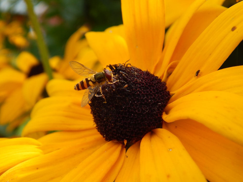 a bee on a yellow flower