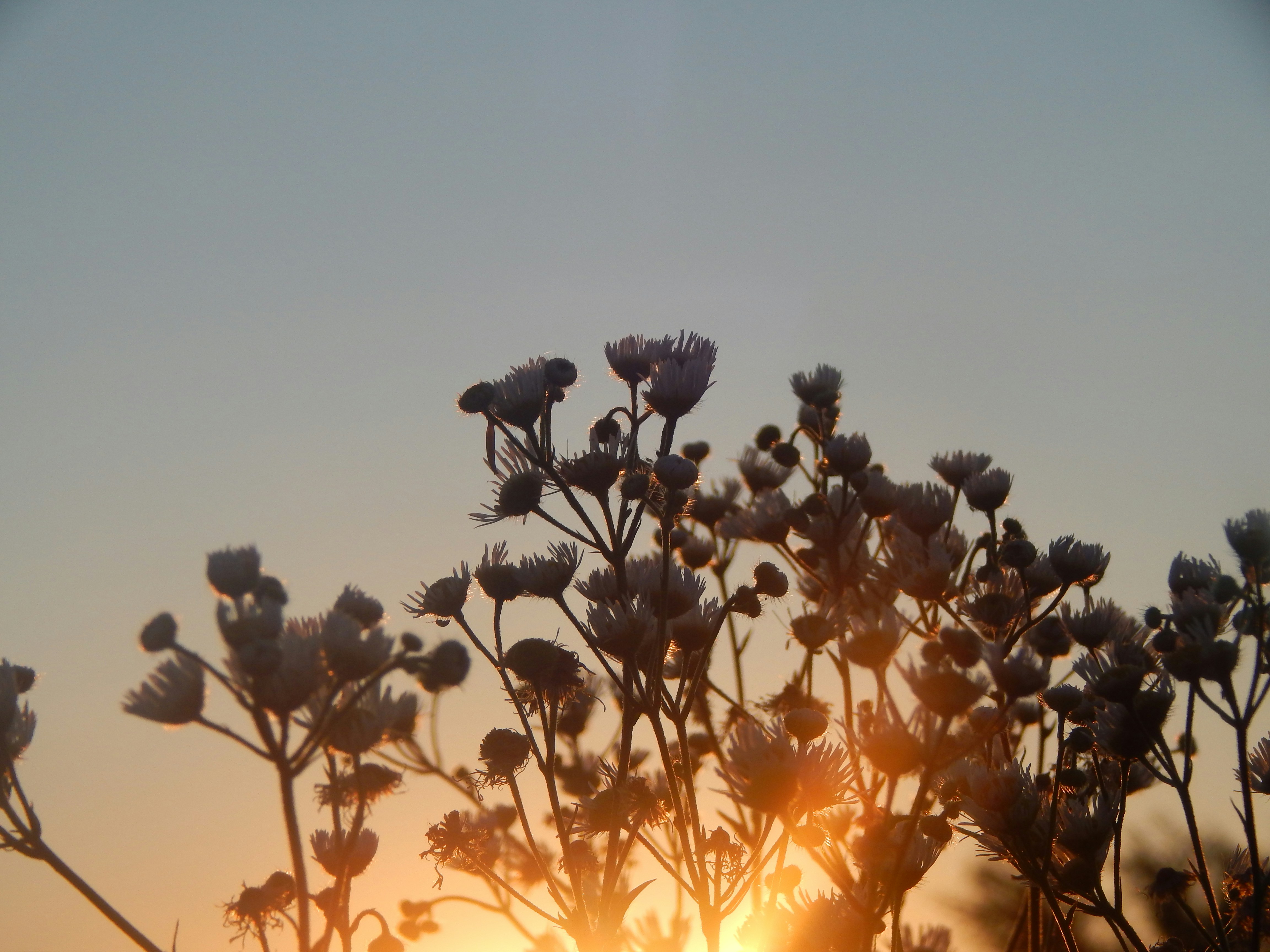 a close up of a tree branch, 