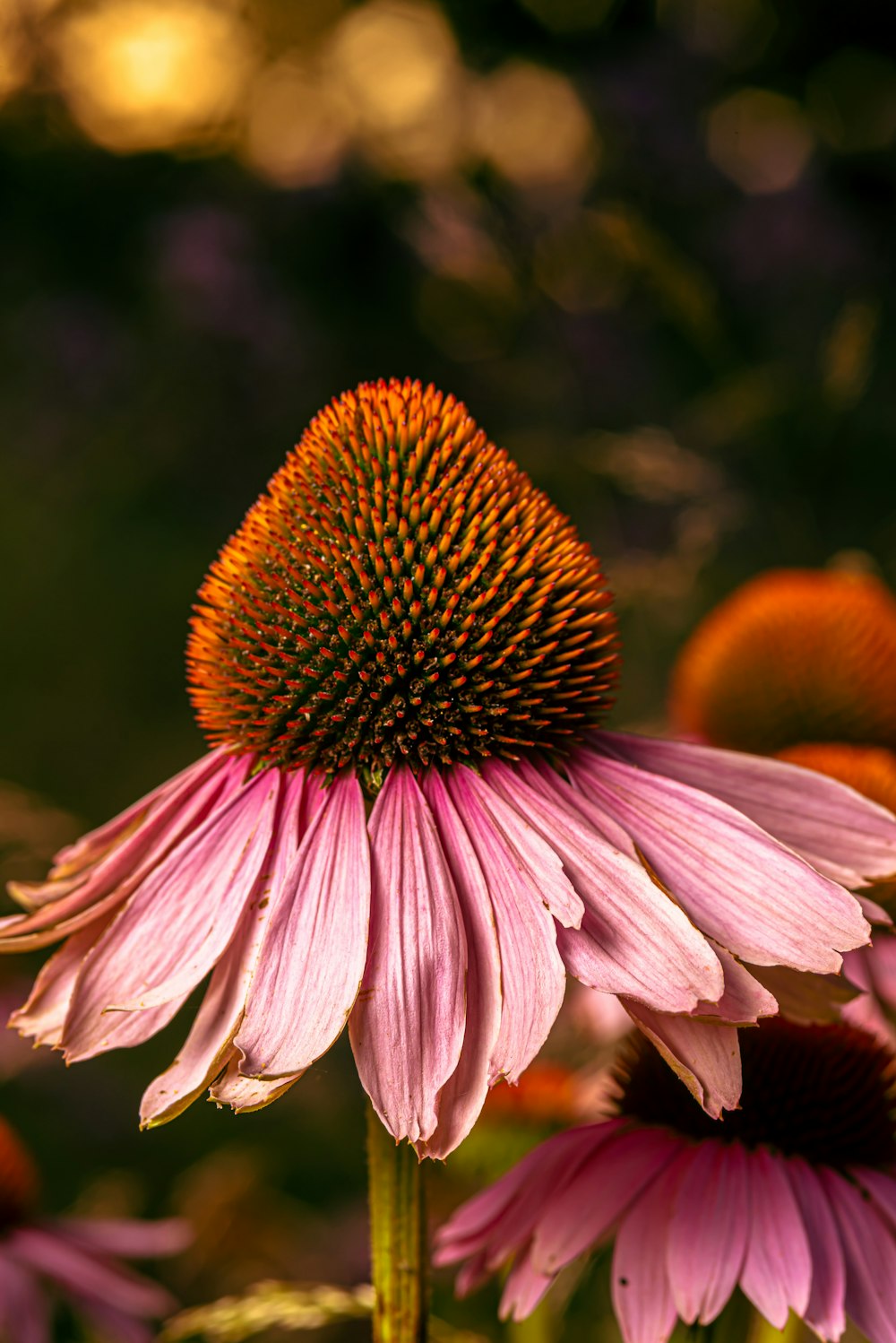 a close up of a flower