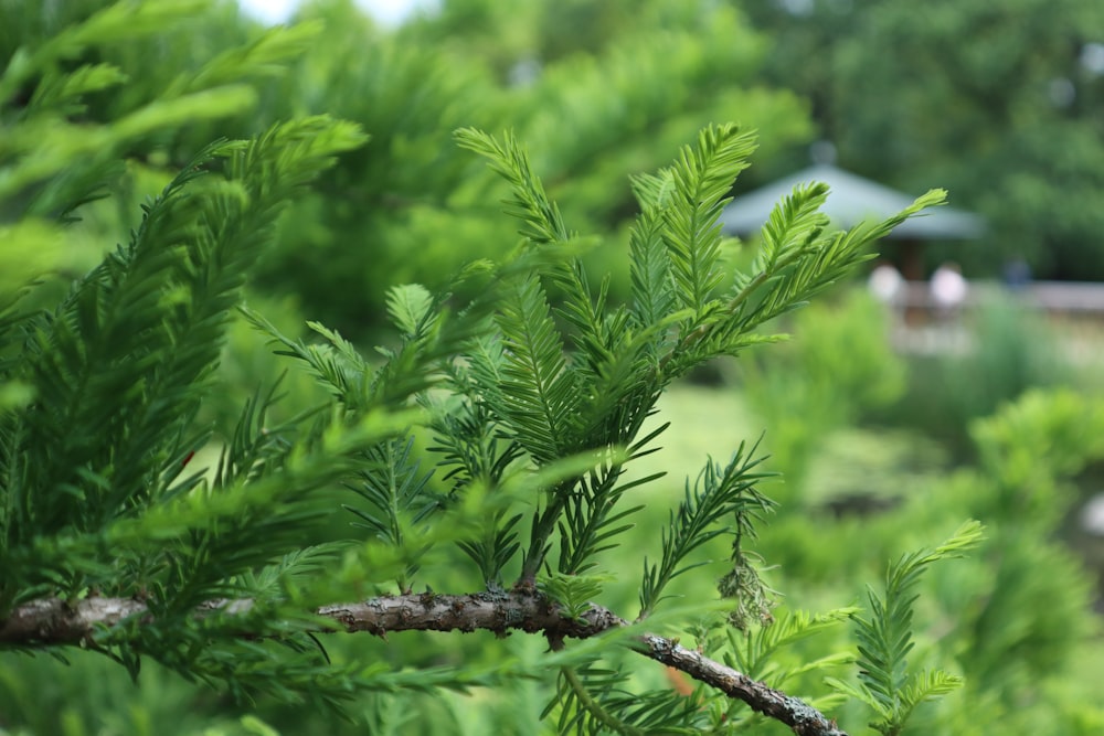 a close-up of some plants