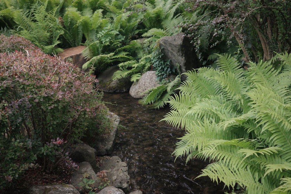 a small stream in a tropical area