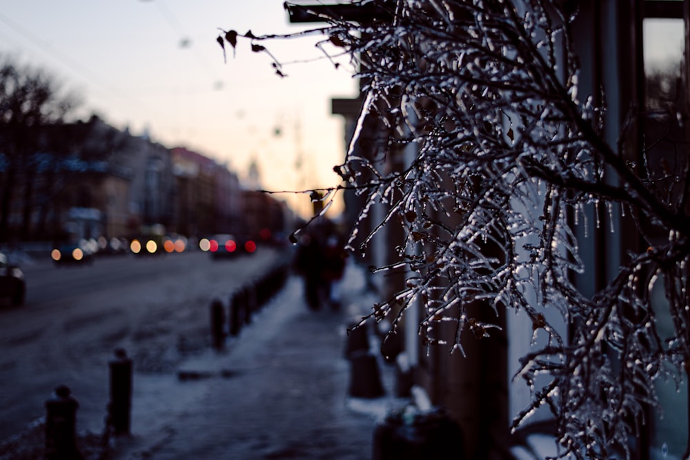 a snowy street with cars and trees