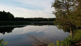 a body of water with trees around it