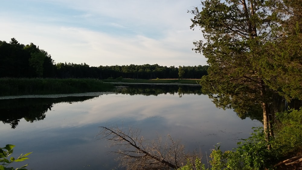 a body of water with trees around it
