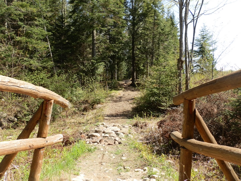 a path in the woods