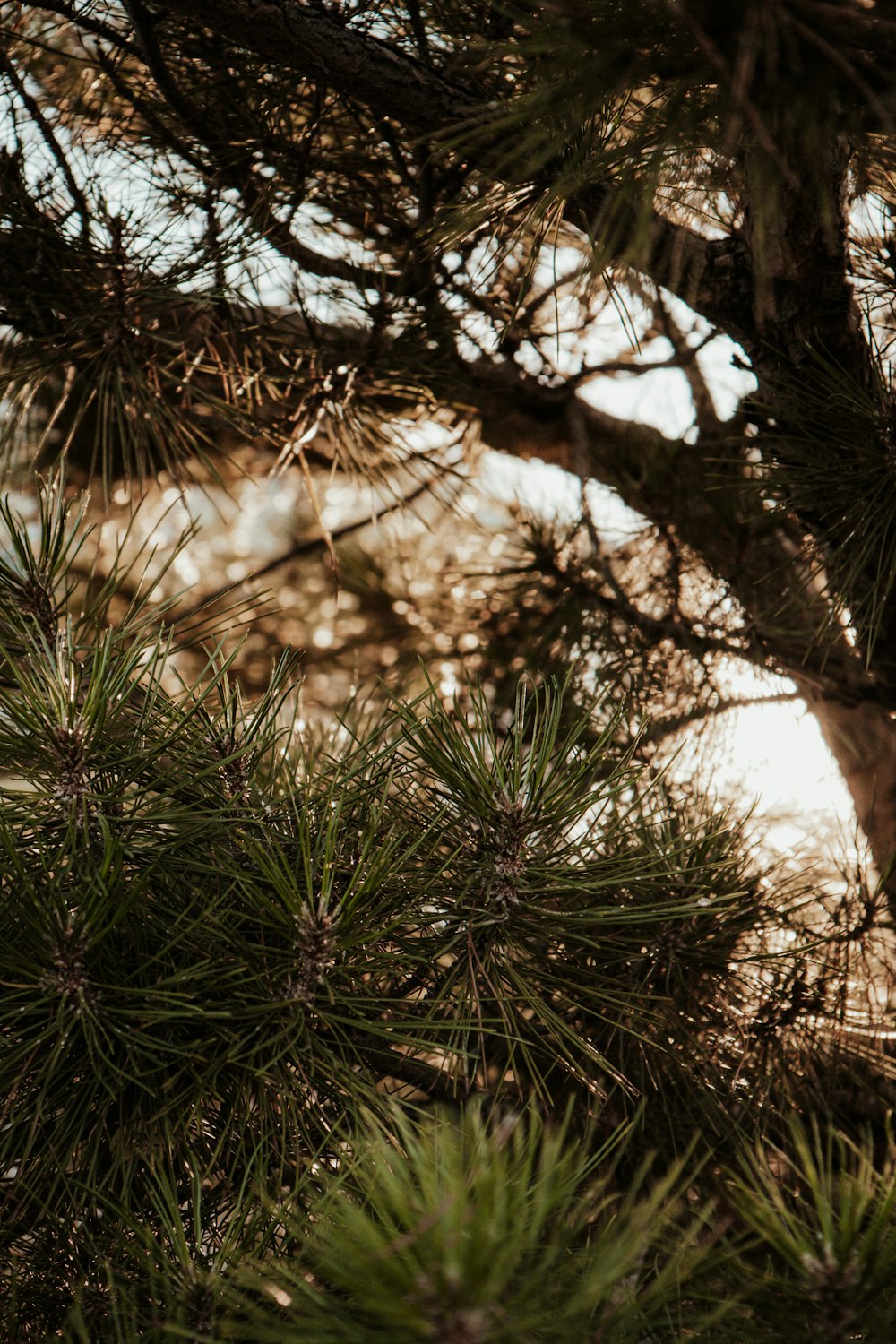 a tree with green leaves