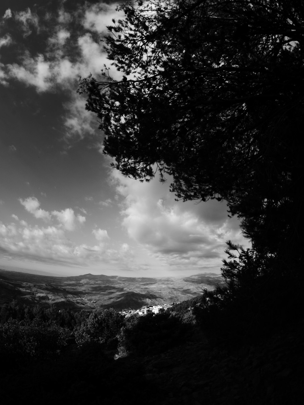 a tree with a cloudy sky