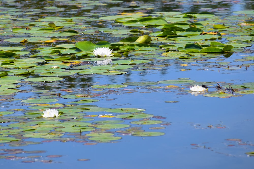 lily pads on the water