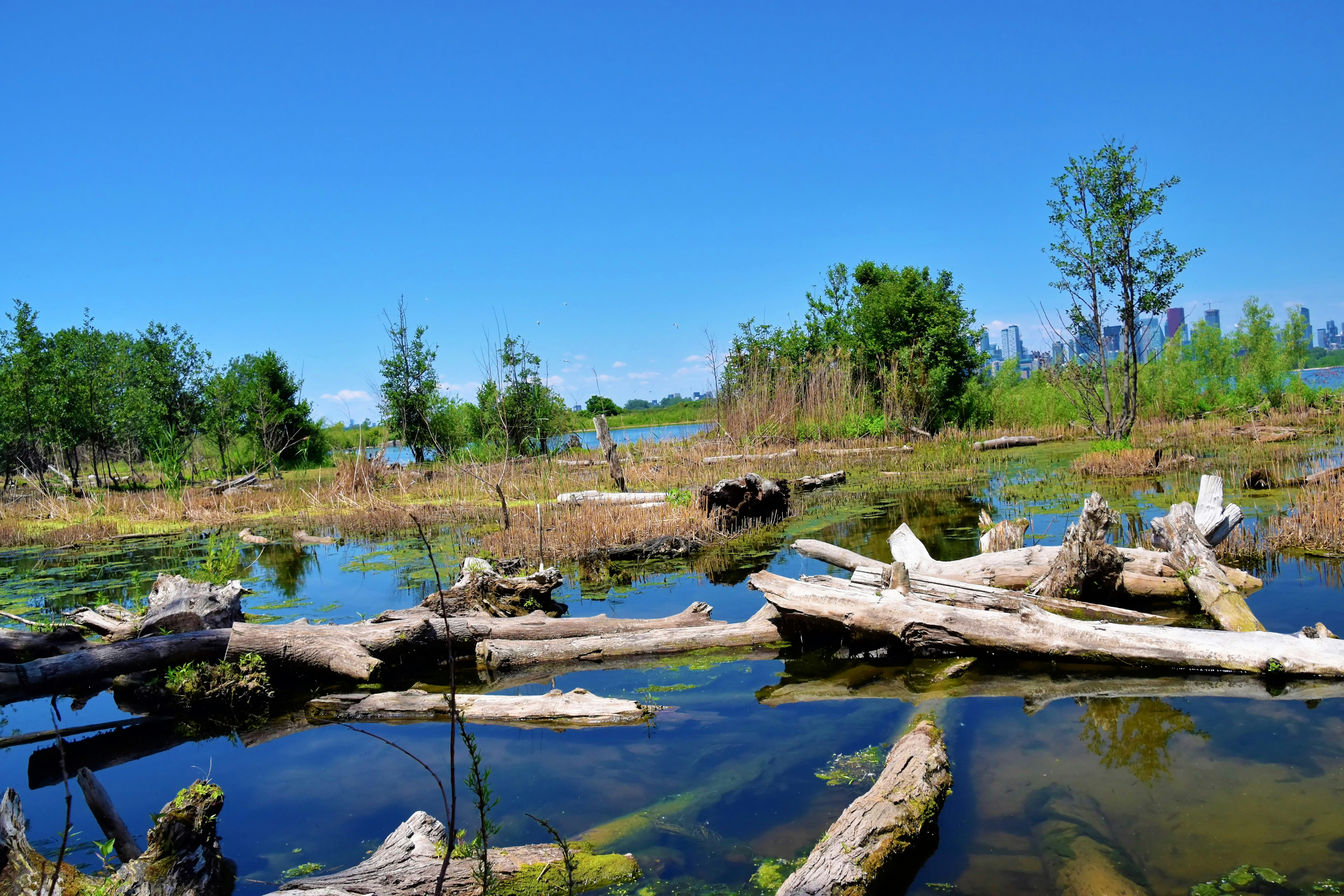 Transformación ambiental y respuestas de la fauna: un panorama científico del cambio global