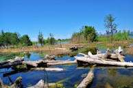 A vibrant wetland scene with scattered logs and branches partially submerged in clear, reflective water. The area is surrounded by lush greenery and tall grasses, with a backdrop of a clear blue sky. The distant city skyline is visible on the horizon, creating a contrast between nature and urban life.