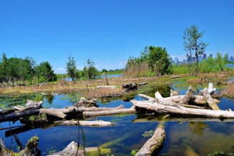 A vibrant wetland scene teeming with diverse aquatic life under a clear blue sky.